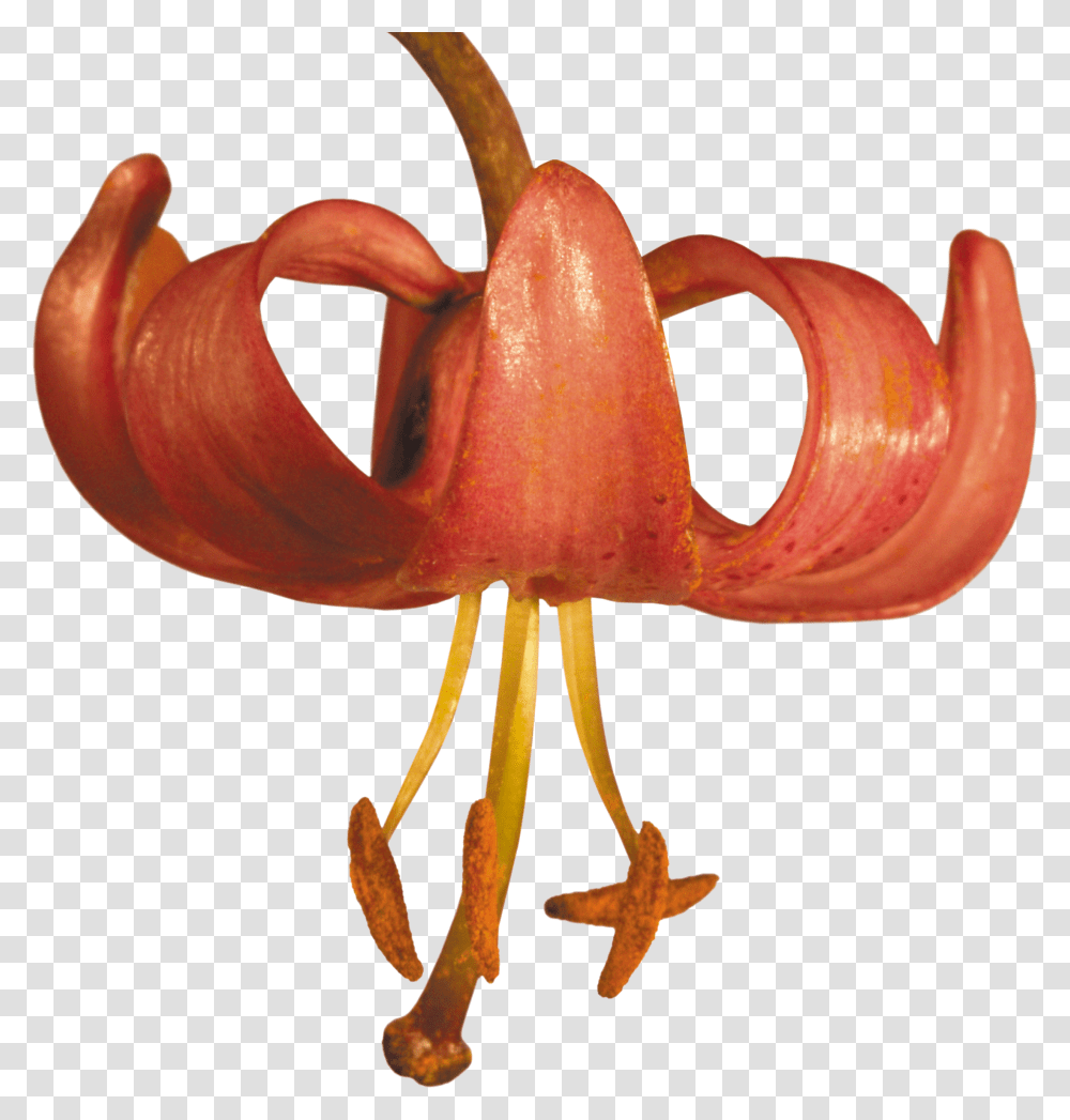 Lilium, Flower, Sweets, Animal, Lobster Transparent Png