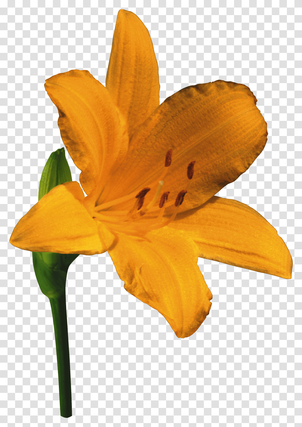 Lilium, Flower Transparent Png