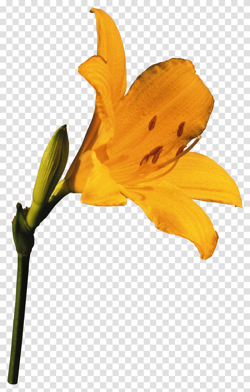 Lilium, Flower Transparent Png