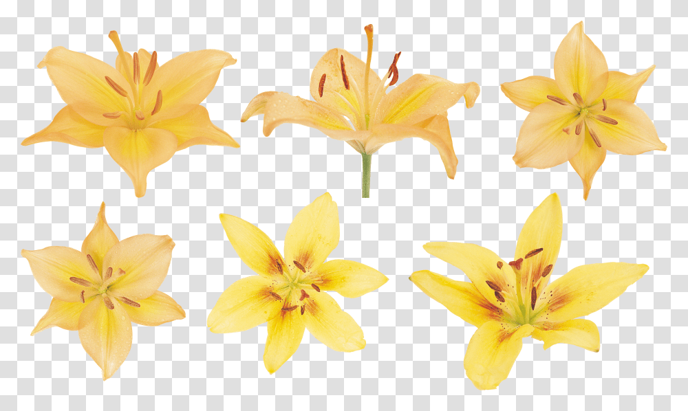 Lilium, Flower Transparent Png