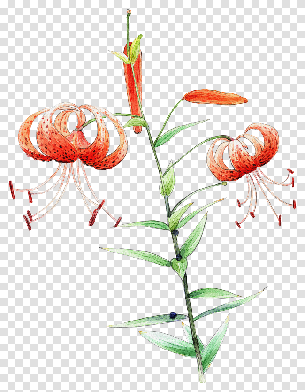 Lilium, Flower Transparent Png