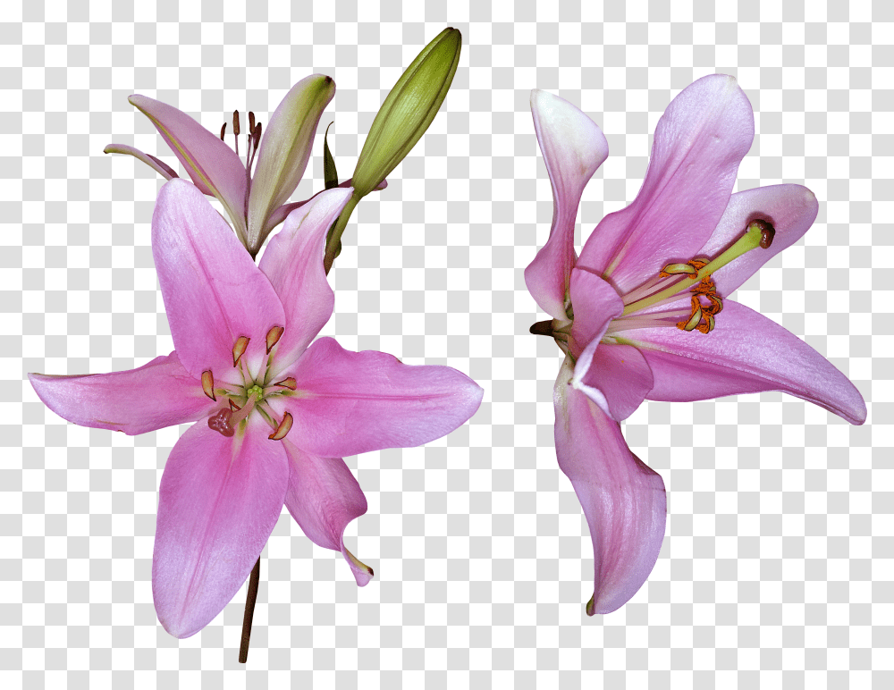 Lilium, Flower Transparent Png