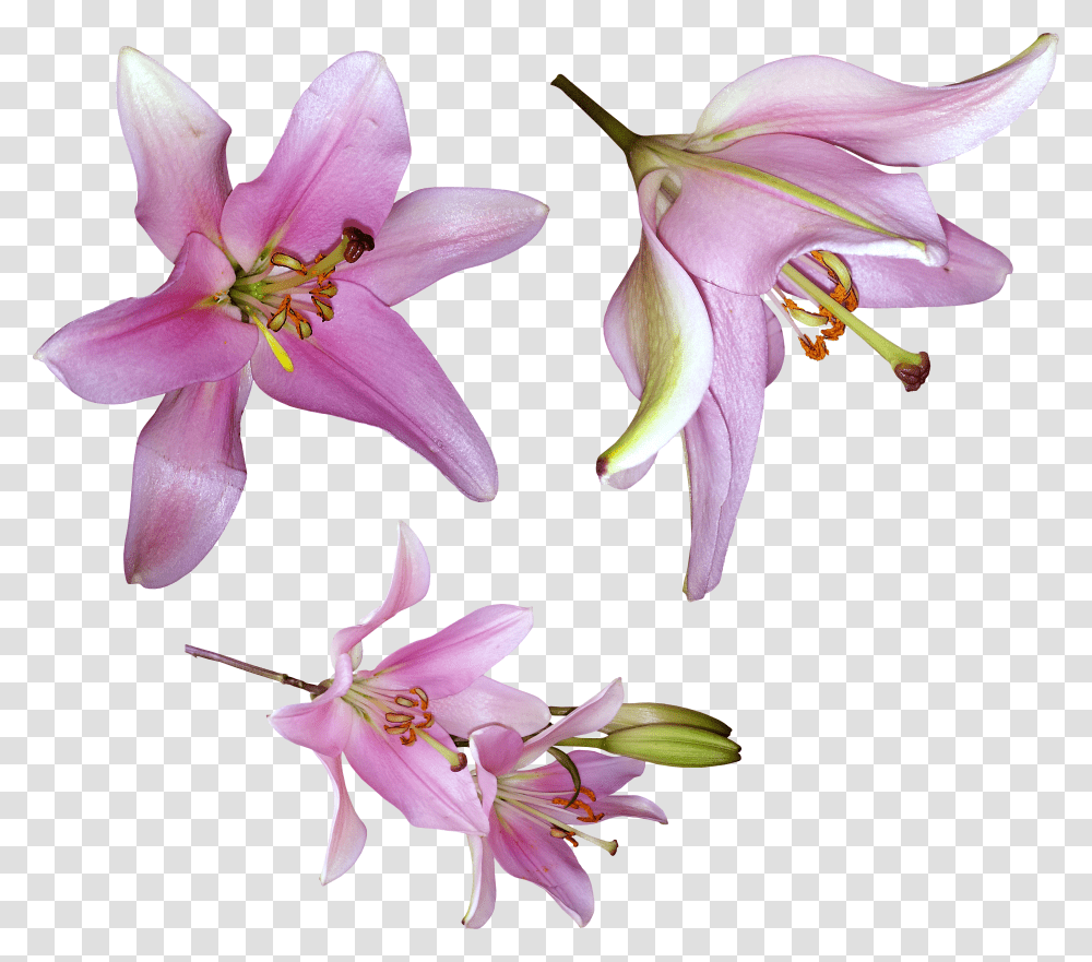 Lilium, Flower Transparent Png