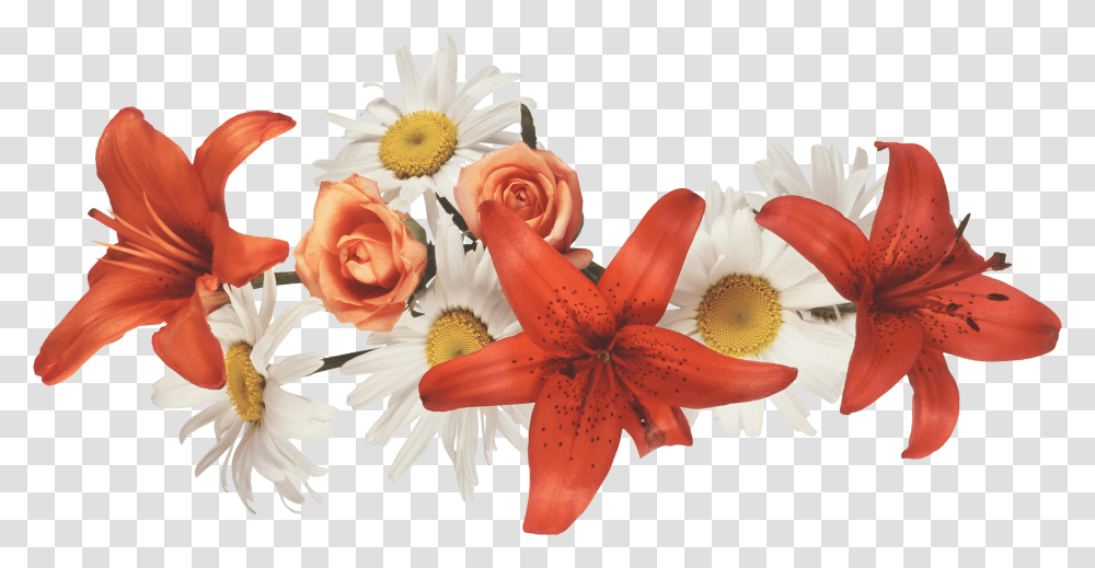 Lilium, Flower Transparent Png