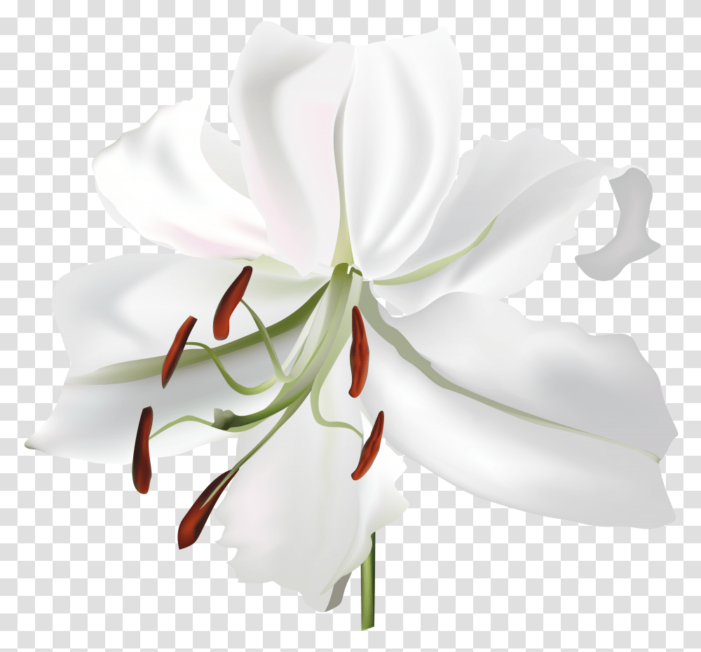 Lilium, Flower Transparent Png