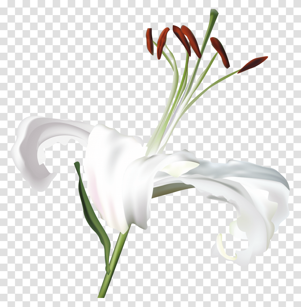 Lilium, Flower Transparent Png