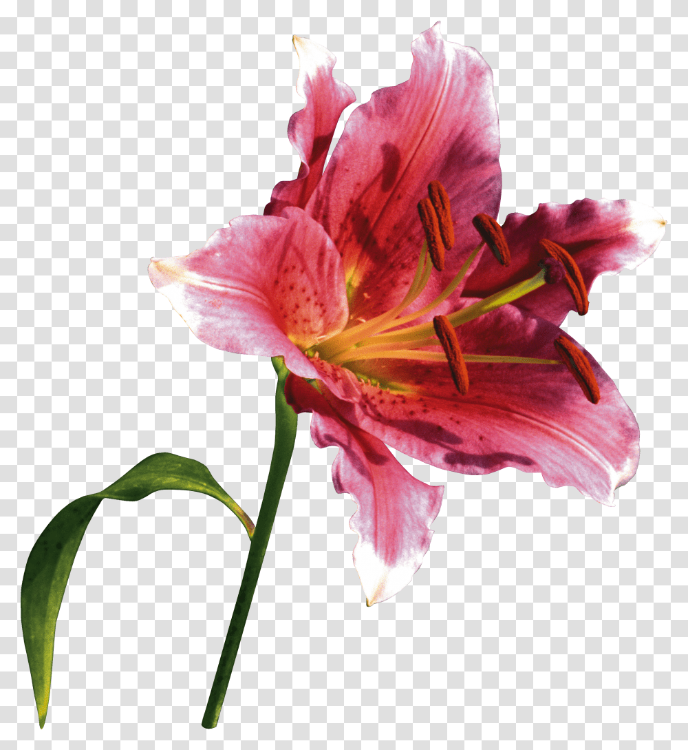 Lilium, Flower Transparent Png