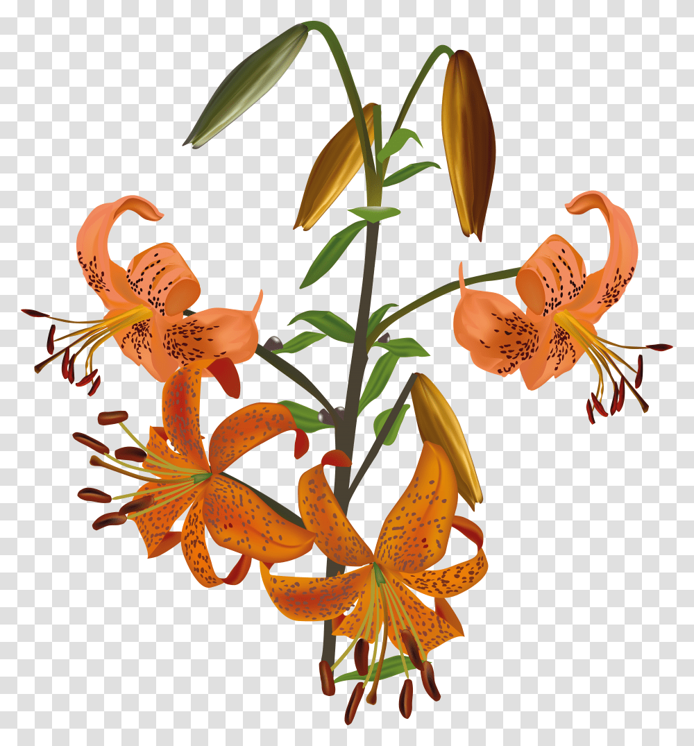 Lilium, Flower Transparent Png