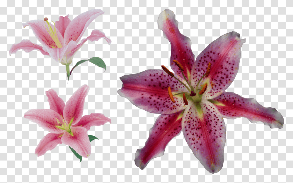 Lilium, Flower Transparent Png