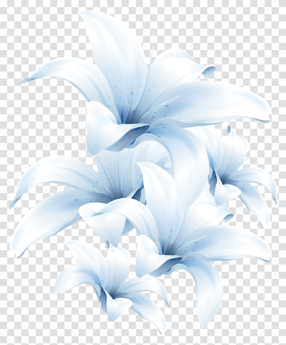 Lilium, Flower Transparent Png