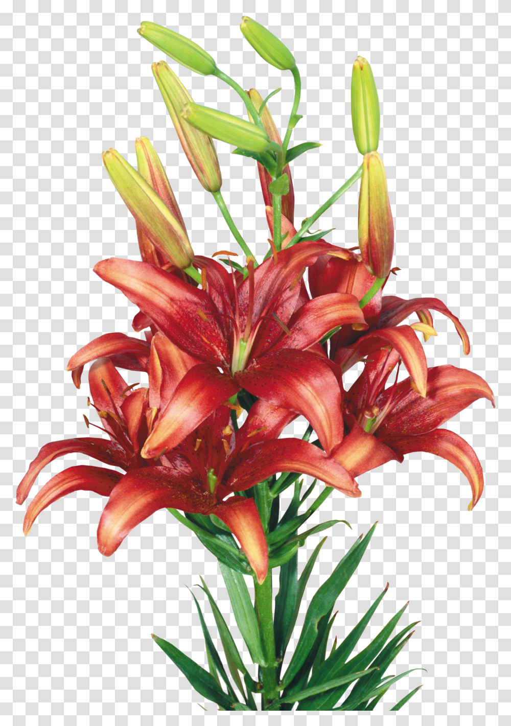 Lilium, Flower Transparent Png