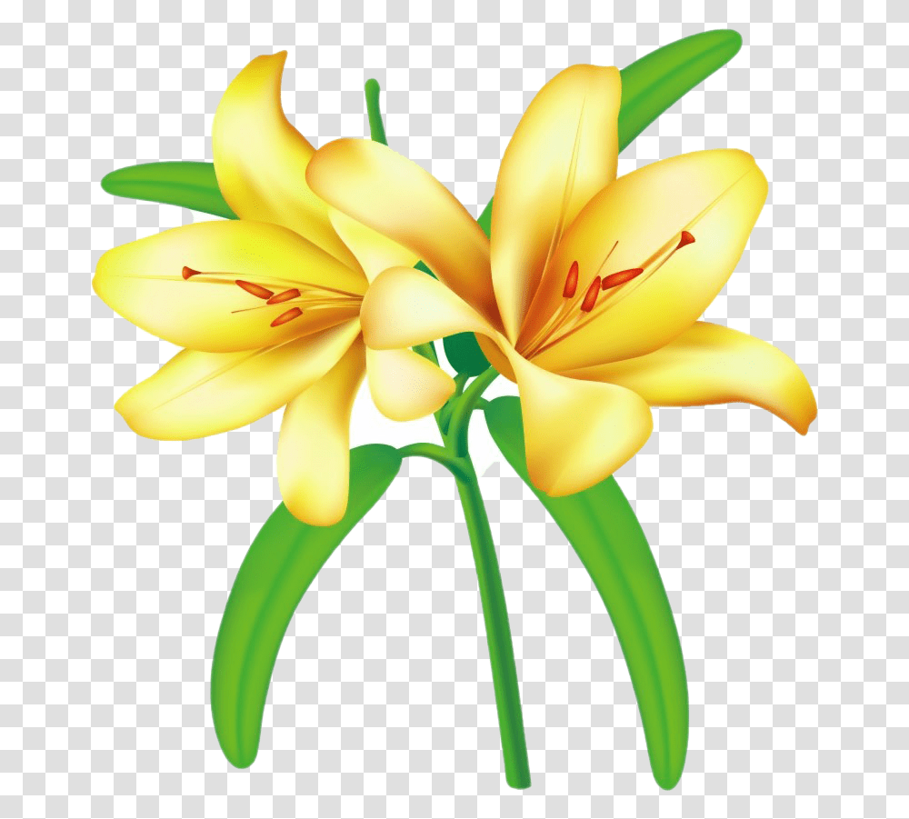 Lilium Free Download Yellowbell Flower Clipart, Plant, Lily, Blossom, Banana Transparent Png