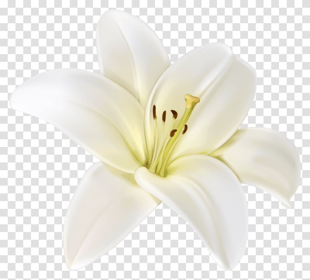 Lilium Free White Flower, Plant, Lily, Blossom, Banana Transparent Png