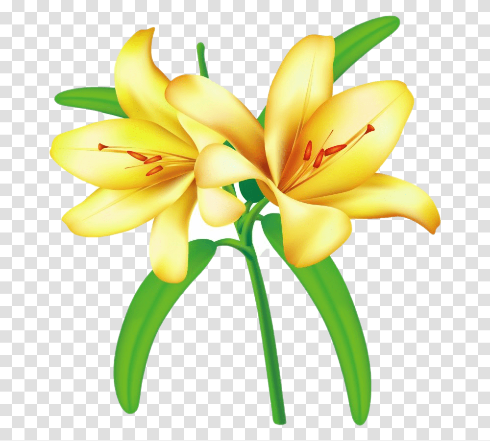 Lilium Images All Flower Lily Yellow, Plant, Blossom, Banana, Fruit Transparent Png