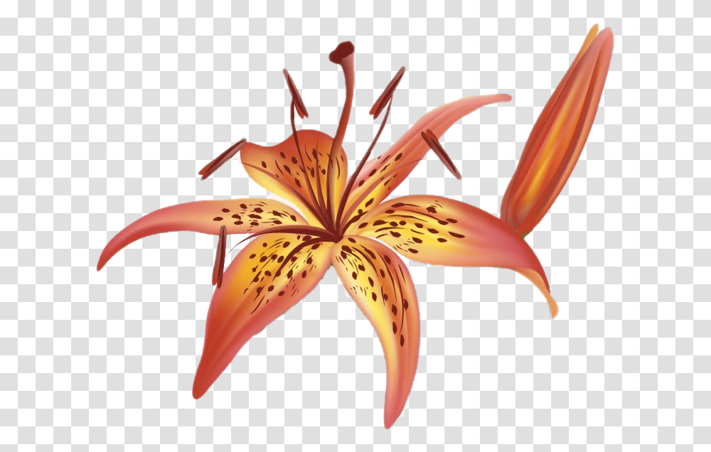 Lilium Images All Royalty Free Tiger Lily Flower Orange Calla Lily Clipart, Plant, Blossom, Bird, Animal Transparent Png