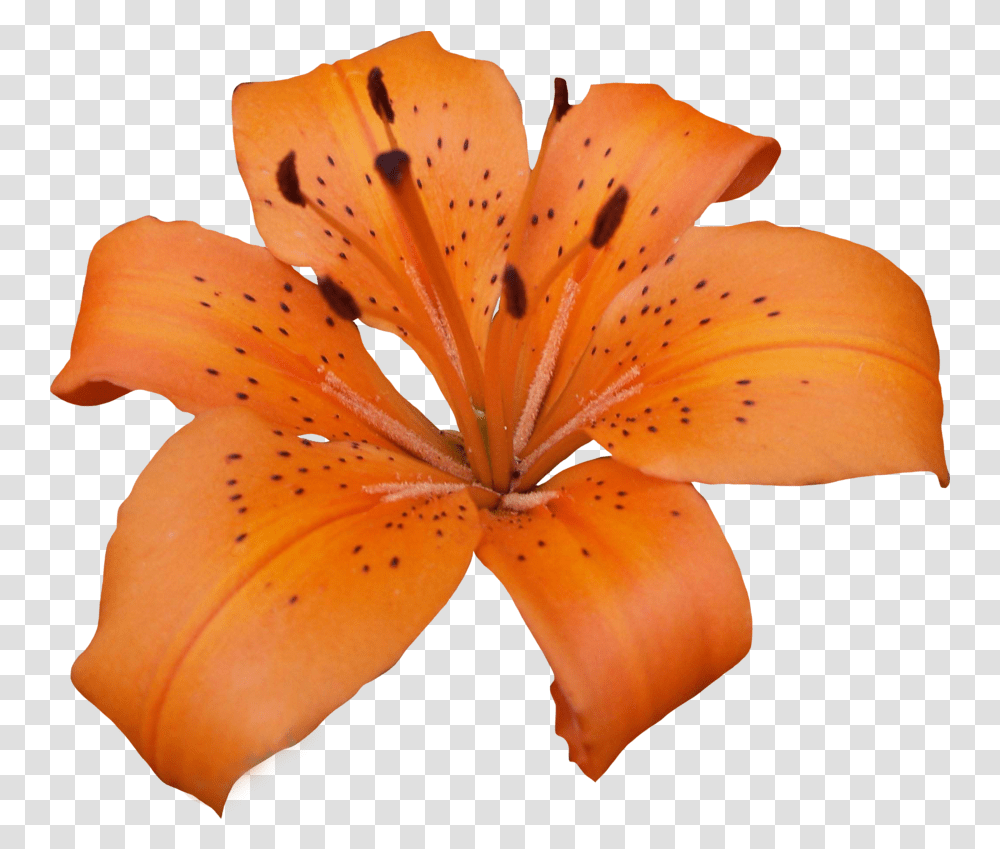 Lilium Lilly, Plant, Lily, Flower, Blossom Transparent Png