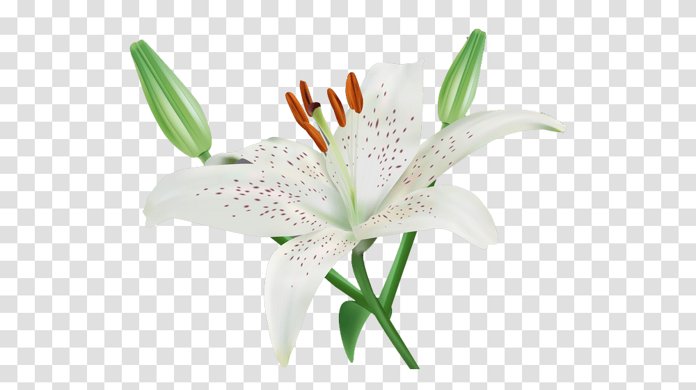 Lilium Lily Background, Plant, Flower, Blossom, Pollen Transparent Png