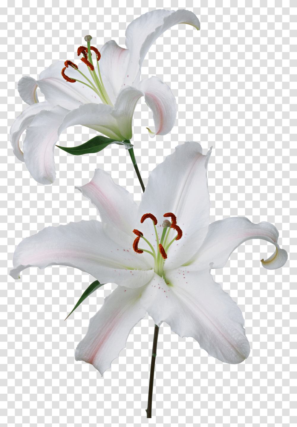 Lilium Lily, Plant, Flower, Blossom, Pollen Transparent Png