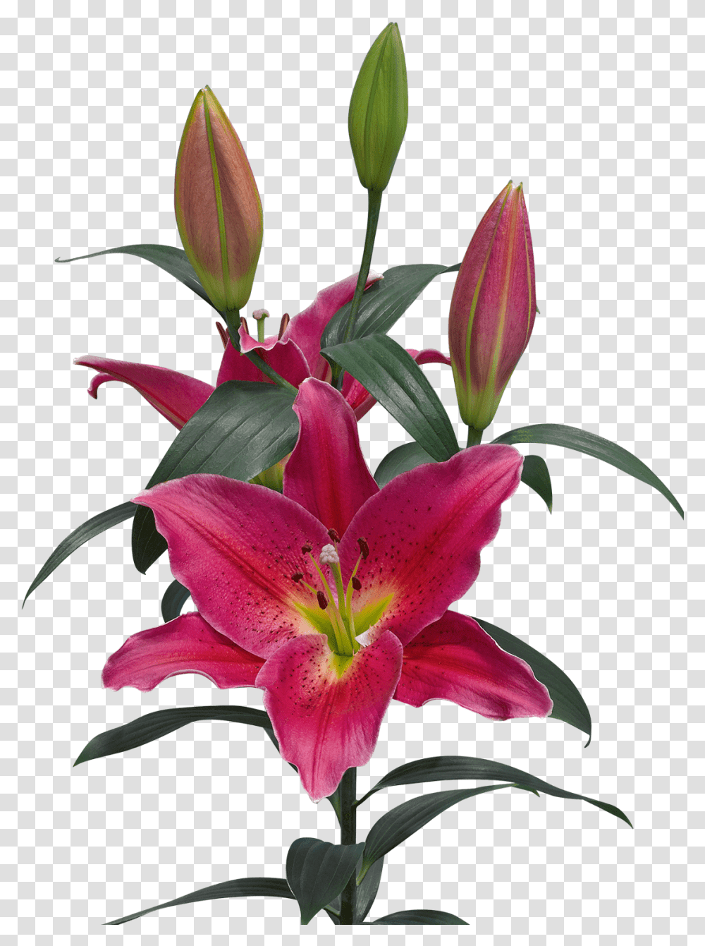 Lilium Mateo, Plant, Flower, Blossom, Lily Transparent Png