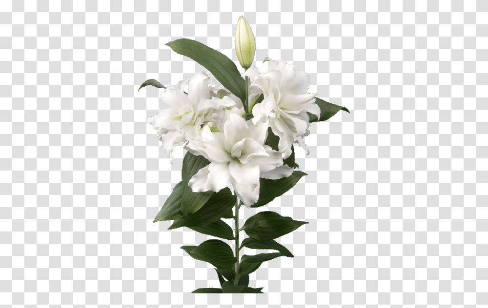 Lilium Roselily Corolla, Plant, Flower, Blossom, Flower Arrangement Transparent Png