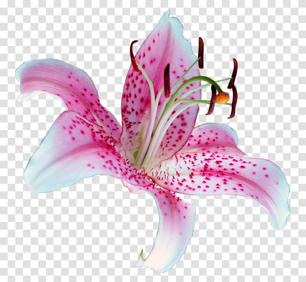 Lilium Stargazer Tiger Lily Clip Art Lilly, Plant, Flower, Blossom, Bird Transparent Png