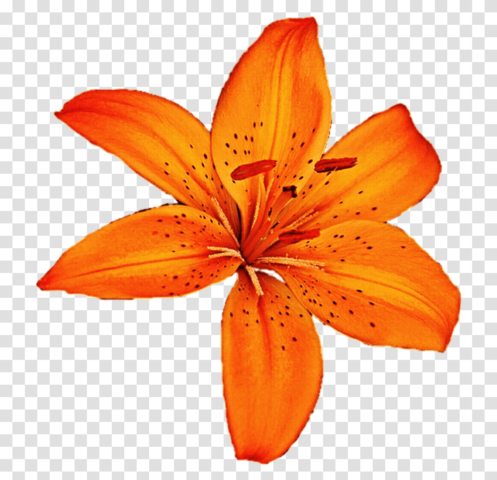 Lilium Tiger Lily, Plant, Flower, Blossom, Fungus Transparent Png