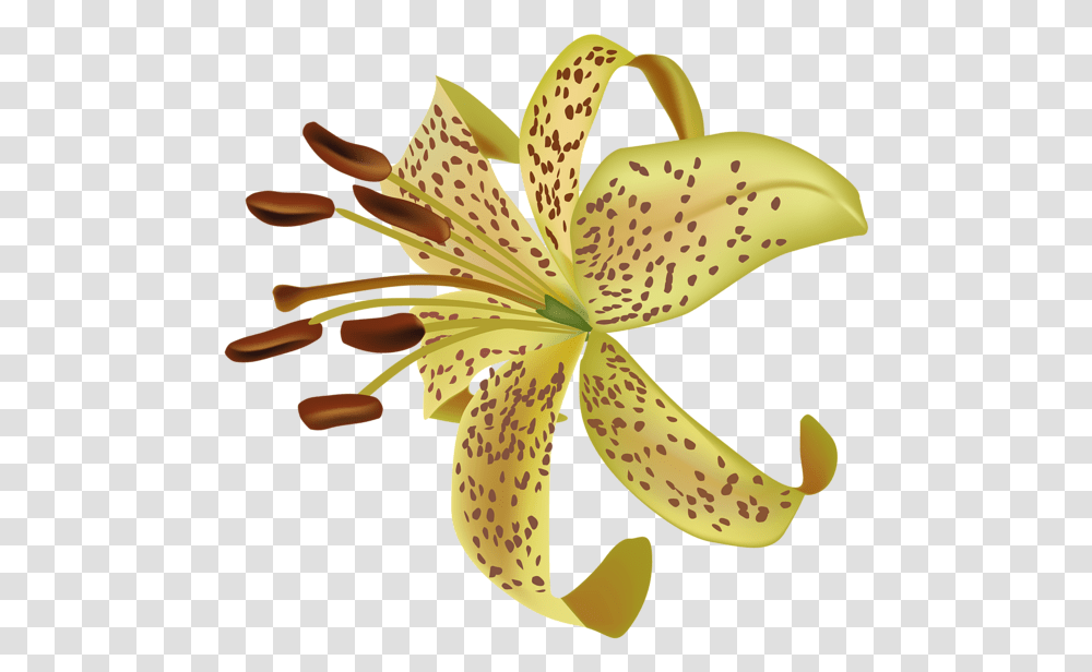 Lilium Tiger Lily, Plant, Flower, Blossom, Pollen Transparent Png