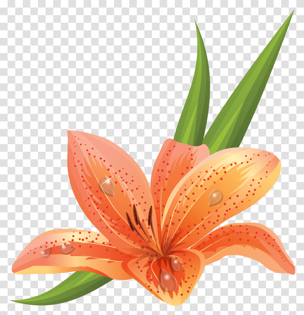 Lilium Tiger Lily Vector, Plant, Flower, Blossom, Petal Transparent Png