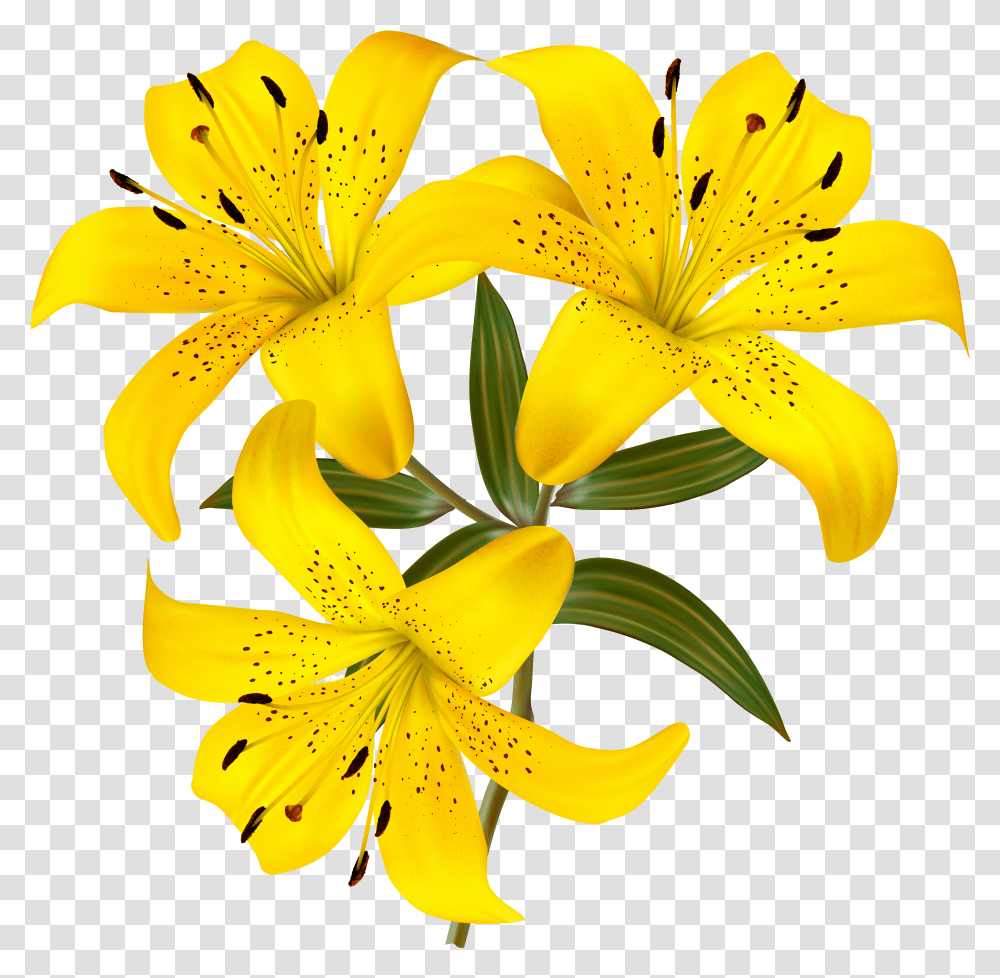 Lilium Yellow Lily Flower Clipart Transparent Png
