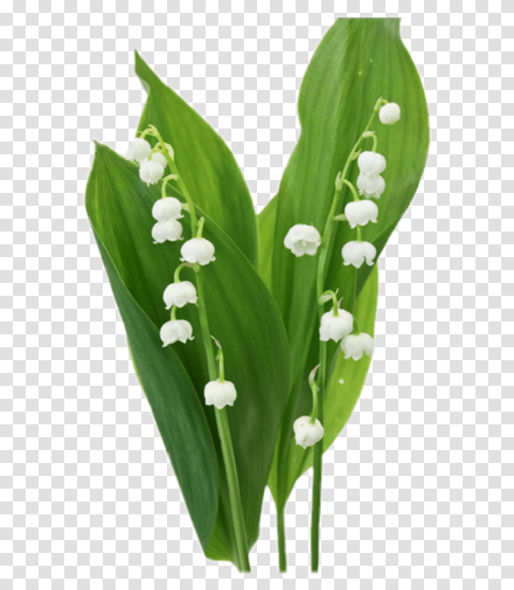 Lillies Lilyofthevalley Flower Floral Nature Natural Lily Of The Valley, Plant, Amaryllidaceae, Anther, Petal Transparent Png
