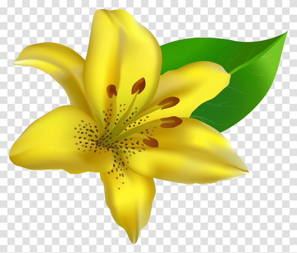 Lillies Yellow Lily Clip Art, Plant, Flower, Blossom, Banana Transparent Png