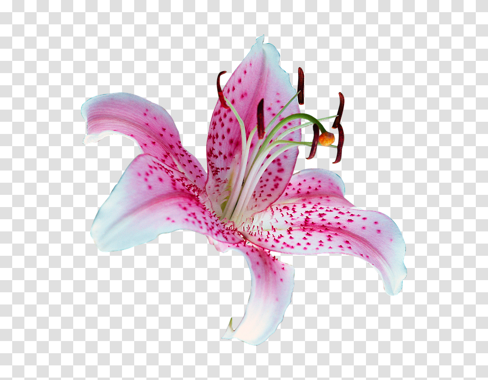 Lilly 960, Flower, Plant, Blossom, Lily Transparent Png
