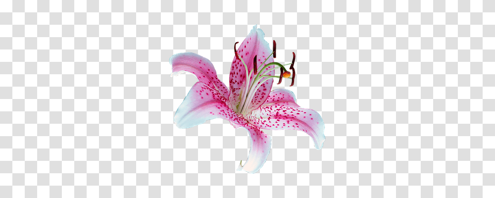 Lilly Nature, Plant, Flower, Blossom Transparent Png