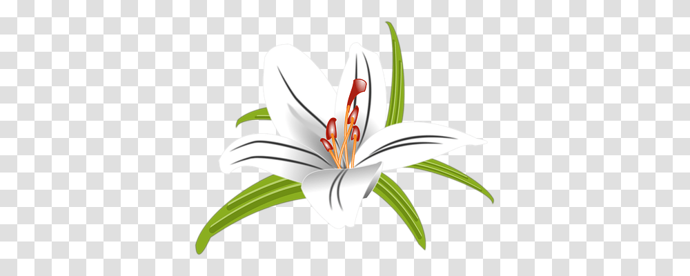 Lilly Nature, Plant, Flower, Blossom Transparent Png