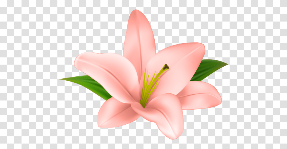 Lilly Flower Clip Art Aa Flores, Lily, Plant, Blossom, Petal Transparent Png