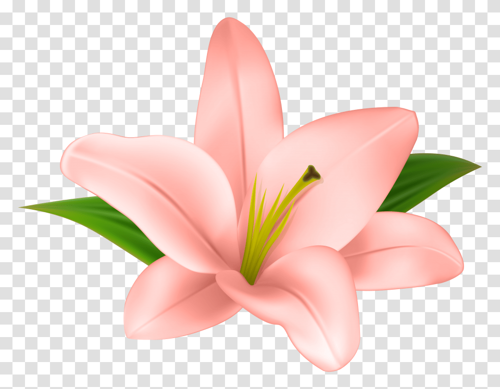 Lilly Flower Clip, Plant, Lily, Blossom, Anther Transparent Png
