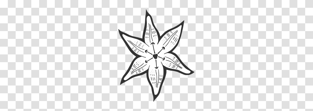 Lilly Flower Outline Clipart For Web, Star Symbol, Plant, Person, Human Transparent Png