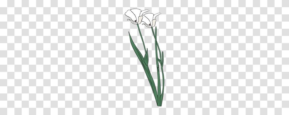 Lily Nature, Plant, Grass, Flower Transparent Png