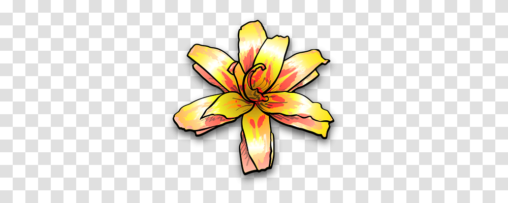 Lily Nature, Plant, Flower, Blossom Transparent Png