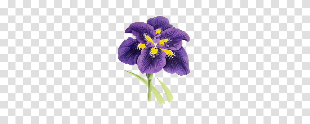 Lily Nature, Plant, Iris, Flower Transparent Png