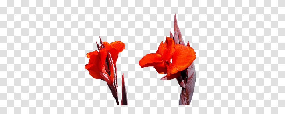 Lily Nature, Plant, Flower, Blossom Transparent Png