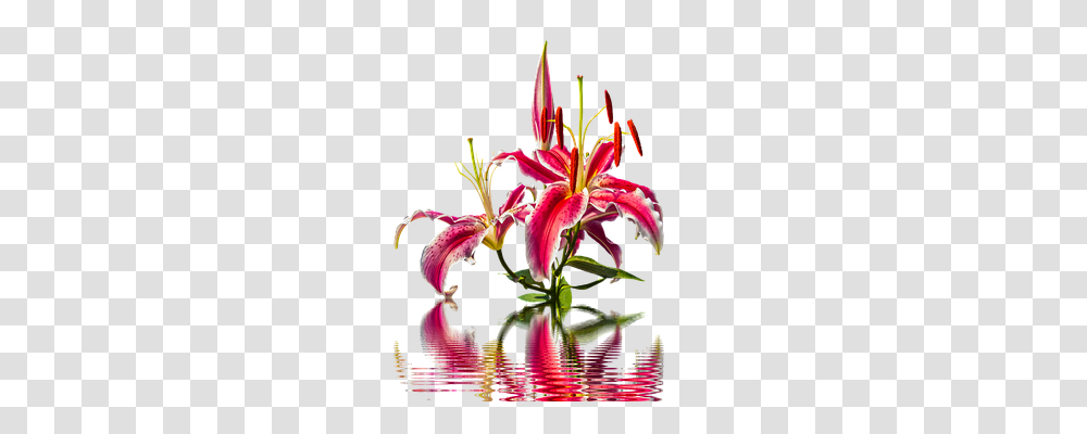 Lily Nature, Plant, Flower, Blossom Transparent Png