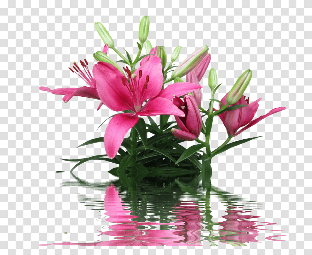 Lily Nature, Plant, Flower, Blossom Transparent Png