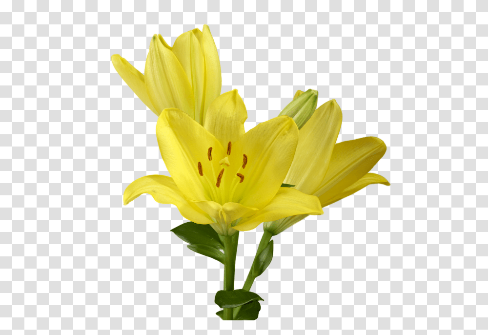 Lily Nature, Plant, Flower, Blossom Transparent Png