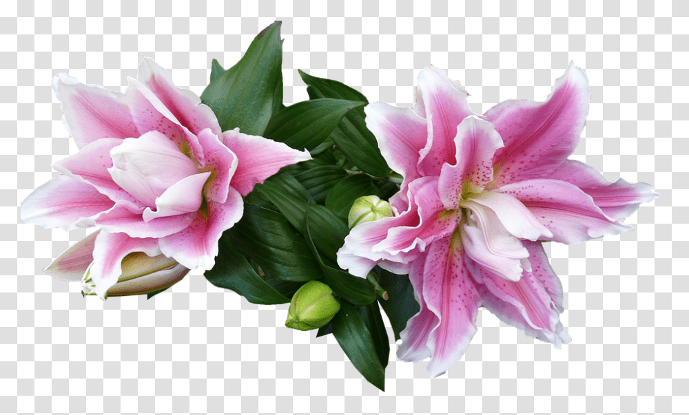 Lily 960, Flower, Plant, Petal, Geranium Transparent Png