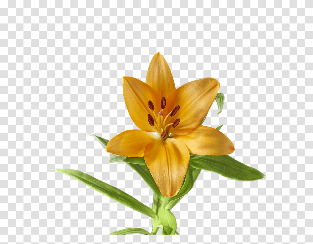 Lily 960, Flower, Plant, Blossom, Anther Transparent Png
