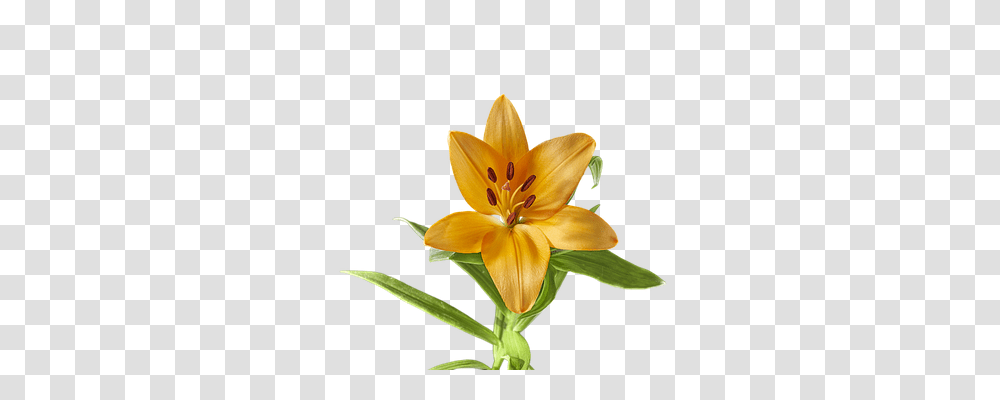 Lily Nature, Plant, Flower, Blossom Transparent Png