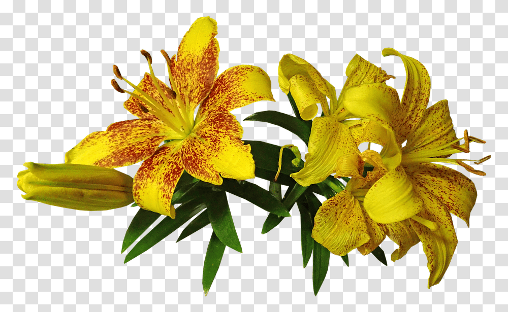 Lily Asiatic Fragrant Cut Out Isolated Flower Yellow Lilies Background, Plant, Blossom, Pollen, Iris Transparent Png