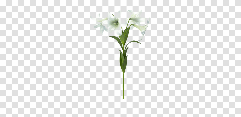 Lily Background Image, Plant, Flower, Blossom, Cross Transparent Png