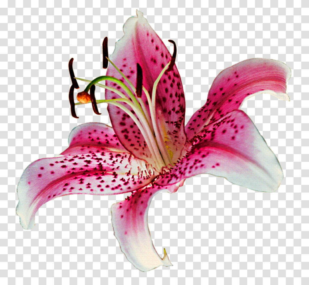 Lily Background Stargazer Lily, Plant, Flower, Blossom, Bird Transparent Png